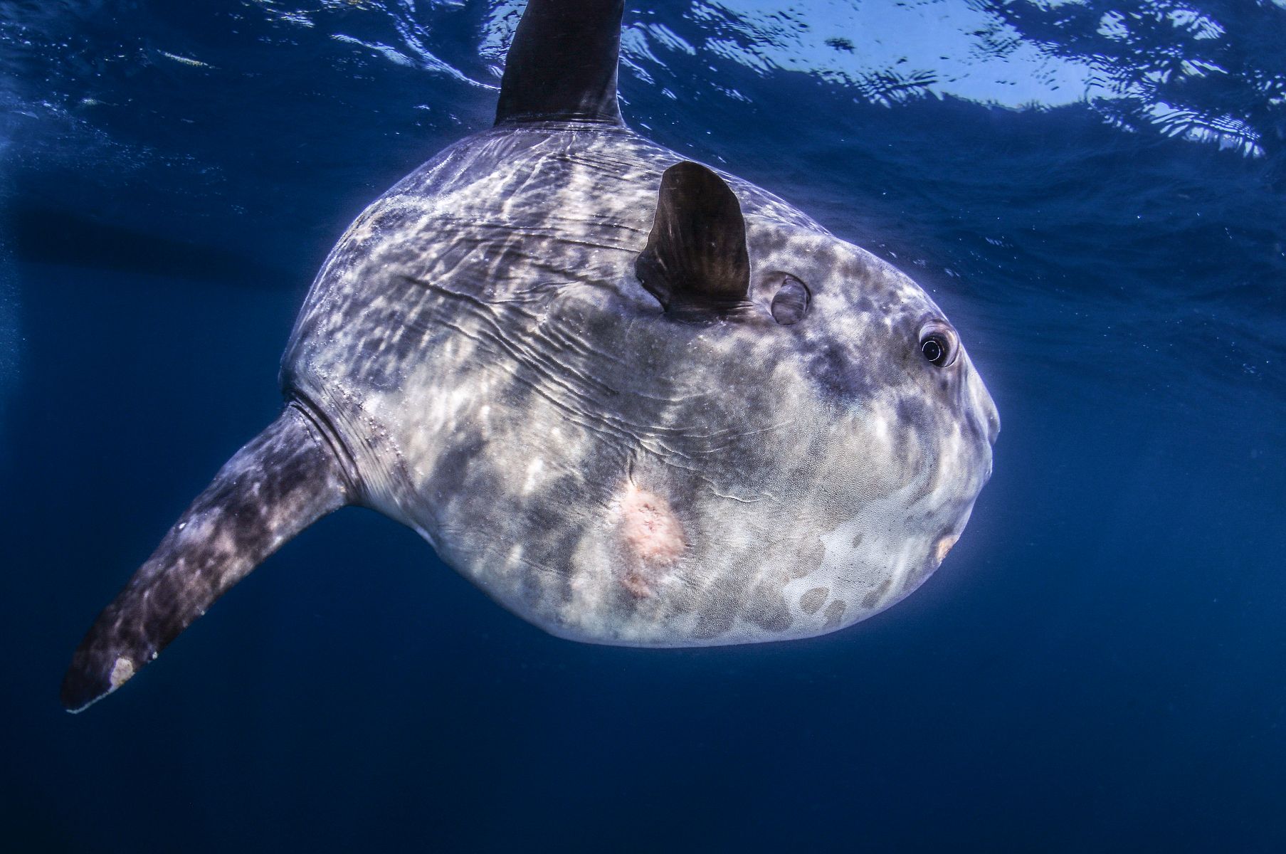 Ocean Sunfish
